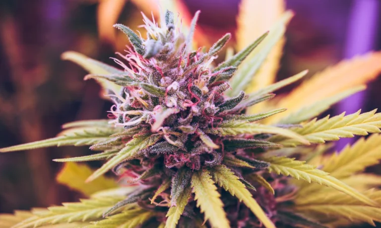 How small farms compare to large bulk THCA operations?